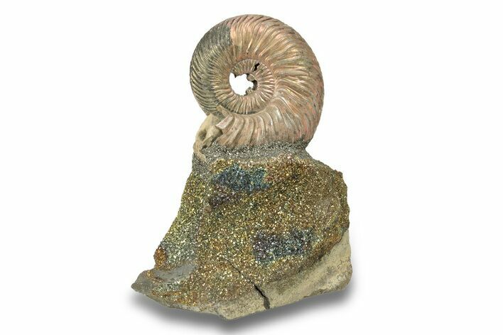 Iridescent, Pyritized Ammonite (Quenstedticeras) Fossil Display #266857